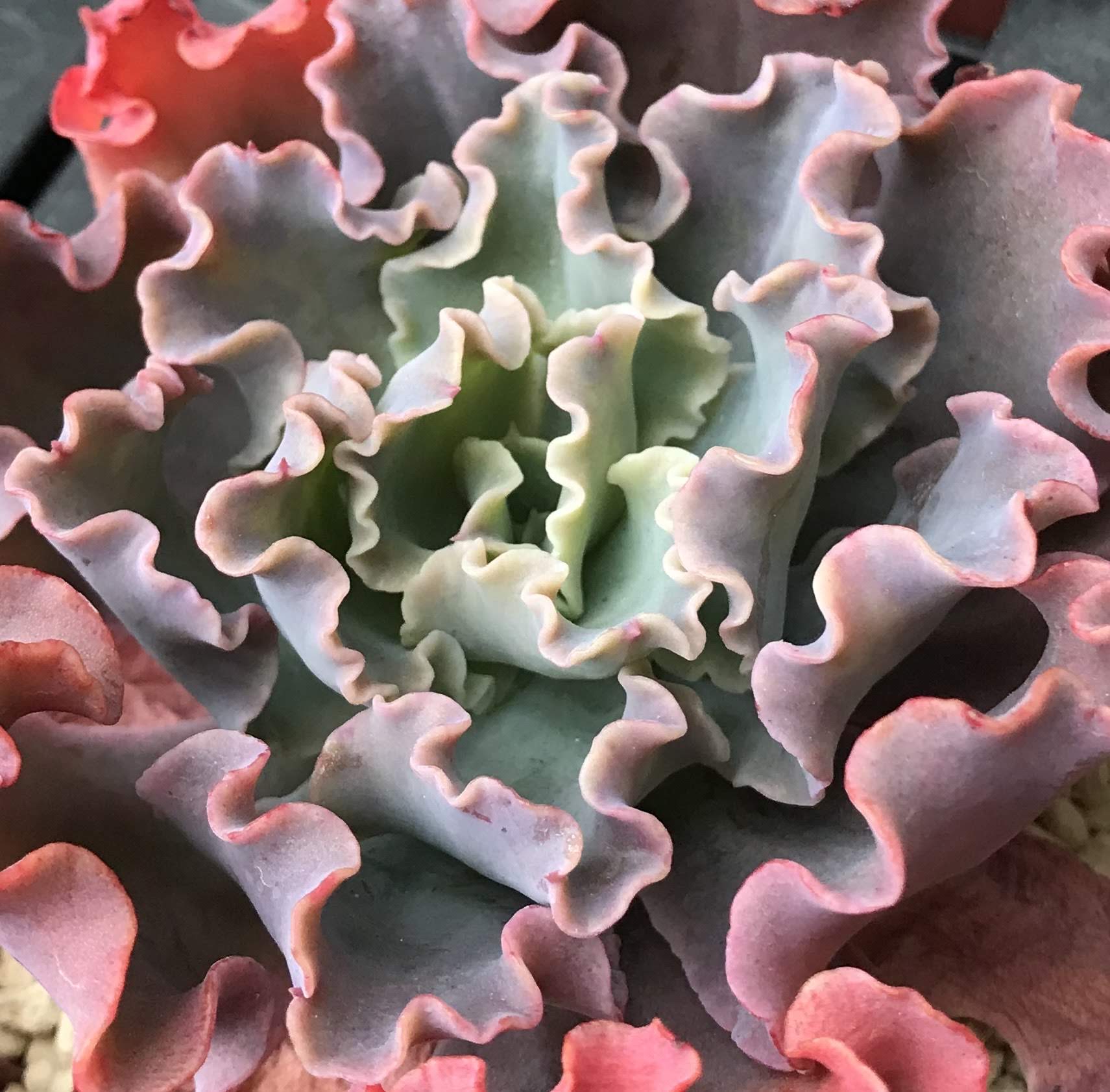 ツマ